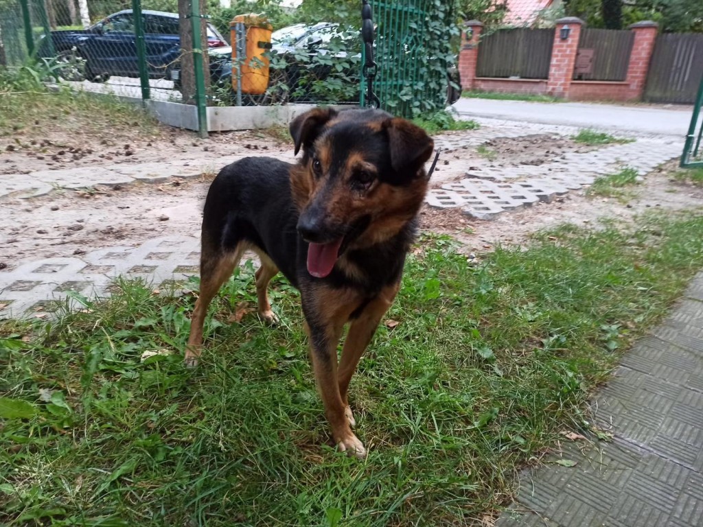 Około 4-letni pies, znaleziony w Kątach Goździejewskich Pierwszych, przyjęty do Schroniska w dniu 02.07.2024 r. 